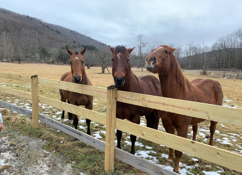 J&S Creekside Cabins horseback riding Livingston Manor