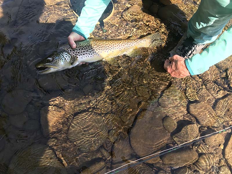 J&S Creekside Cabins trout fishing Catskills